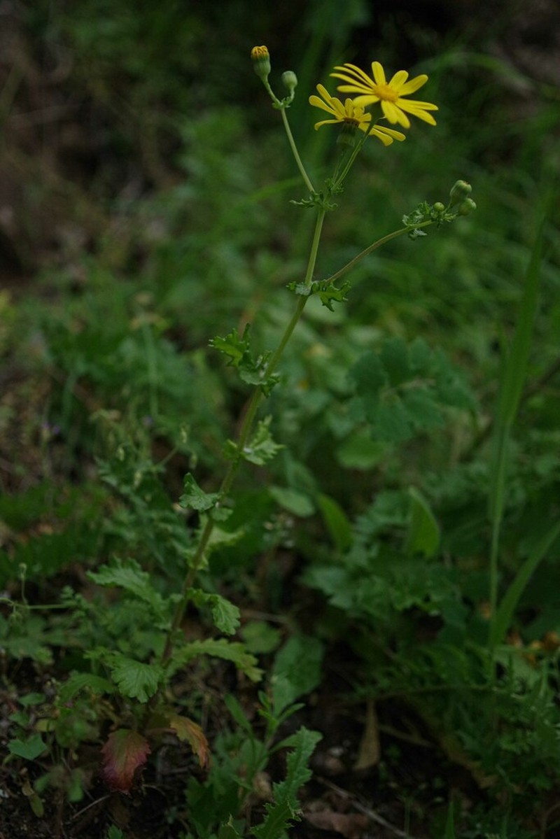 Senecio petraeus photo 7