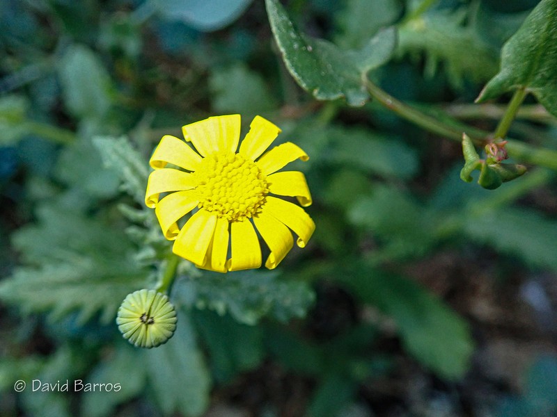 Senecio petraeus photo 8