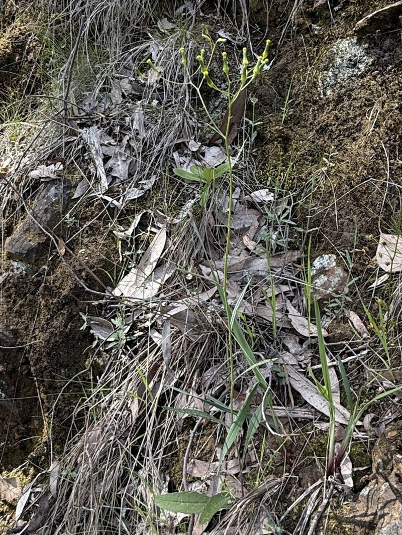 Senecio phelleus photo 2
