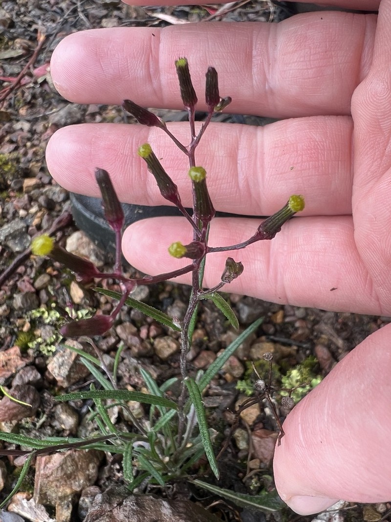 Senecio phelleus photo 3