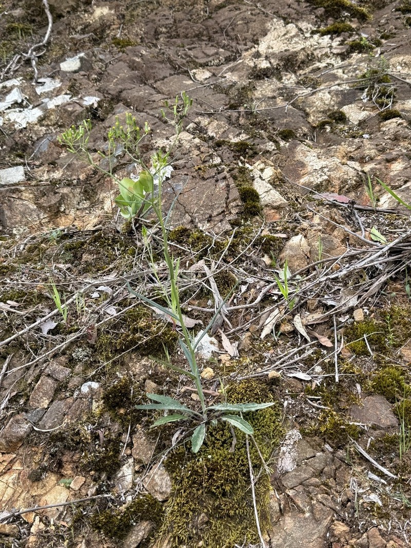 Senecio phelleus photo 4