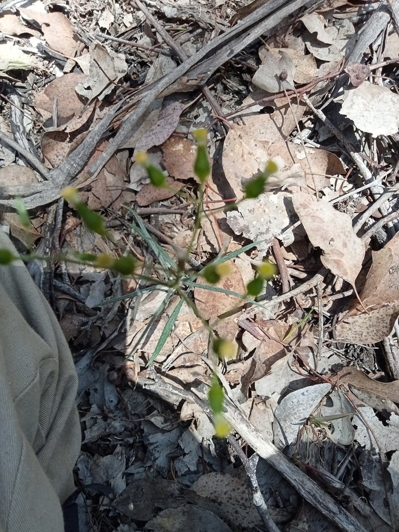 Senecio phelleus photo 6