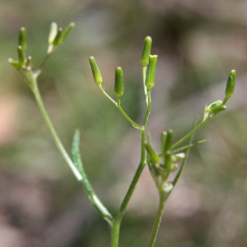 Senecio phelleus photo 7