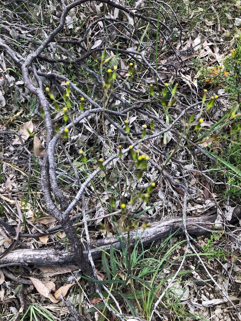 Senecio phelleus photo 8