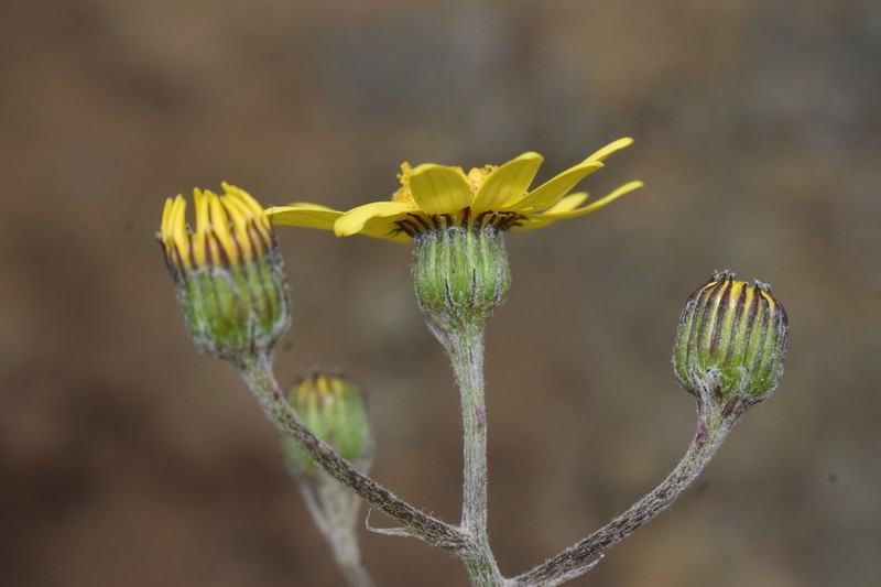 Senecio philippicus photo 2