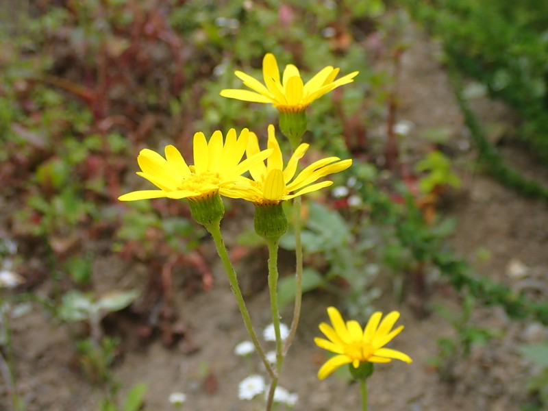 Senecio philippicus photo 3