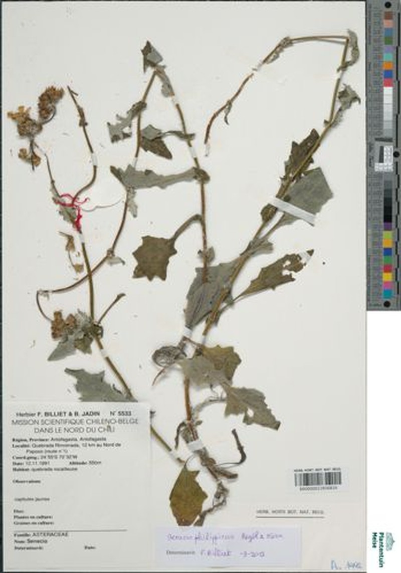 Senecio philippicus photo 5