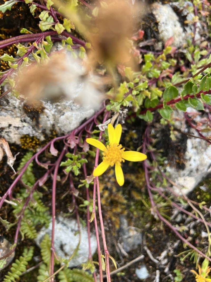 Senecio philippii