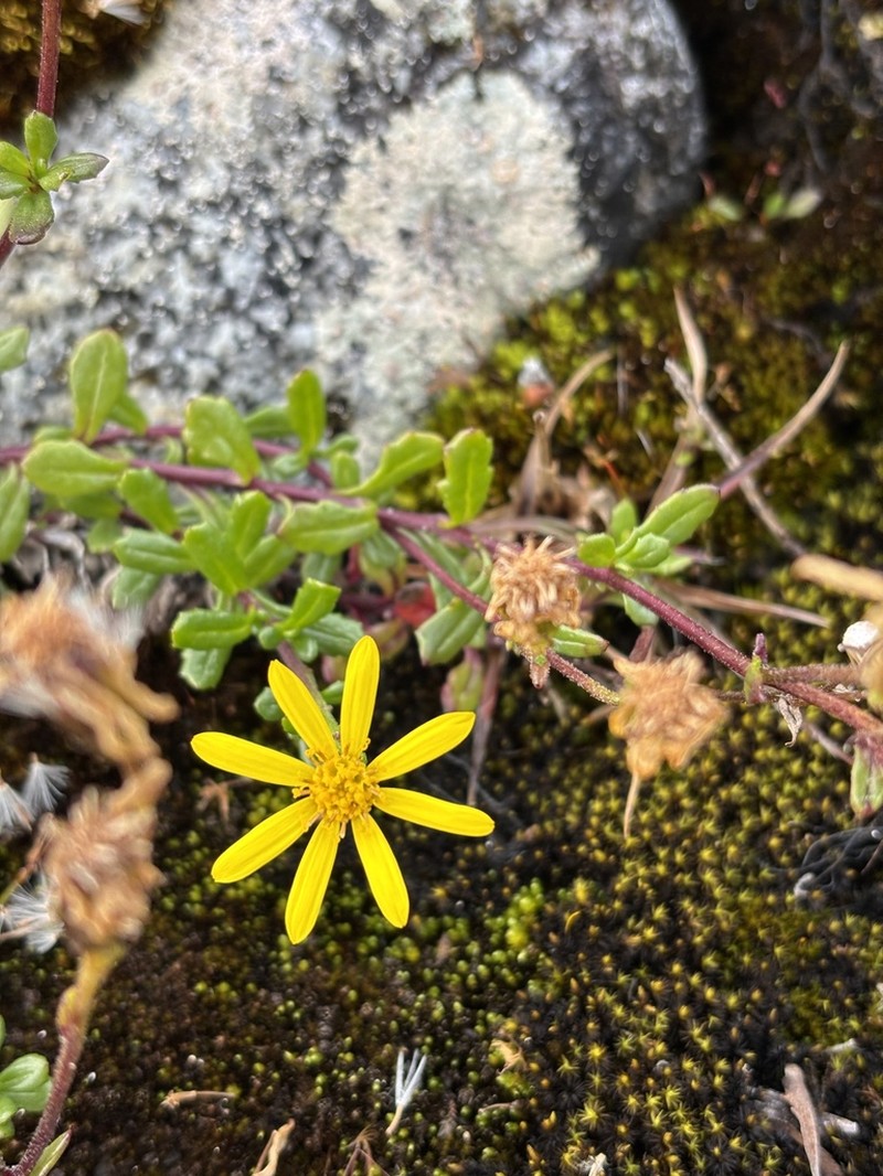 Senecio philippii photo 2