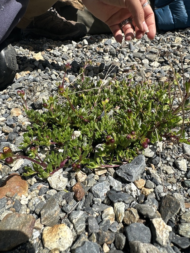 Senecio philippii photo 3