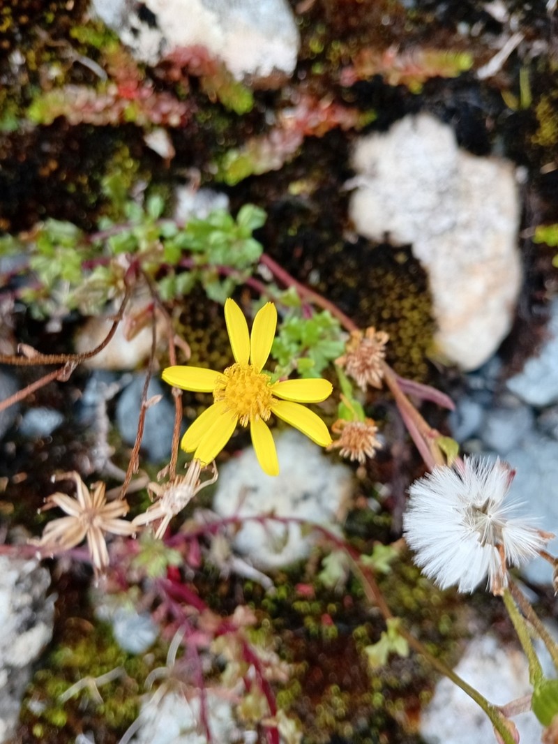 Senecio philippii photo 5