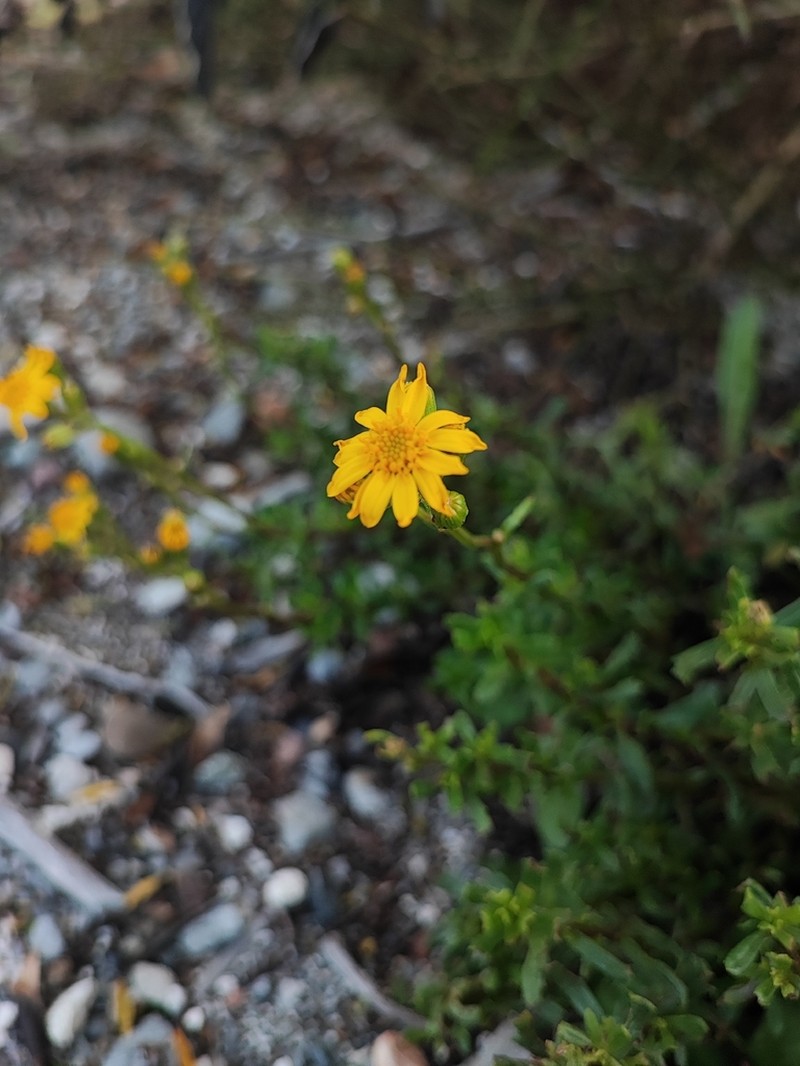 Senecio philippii photo 6