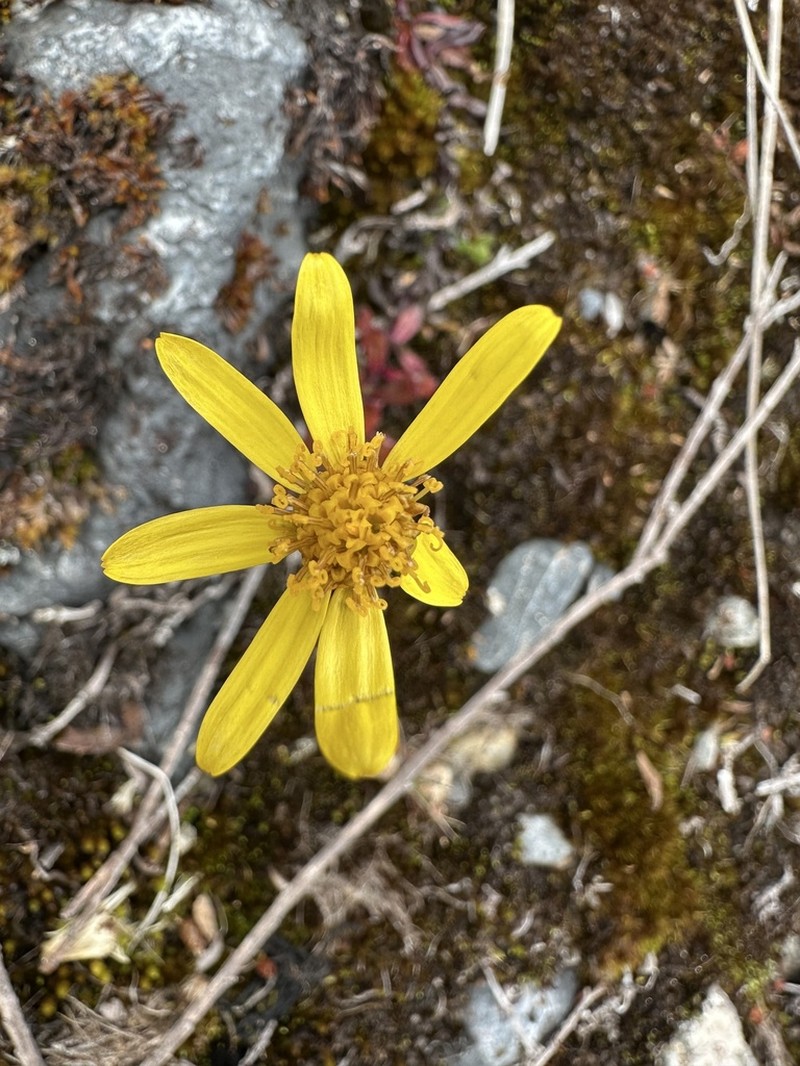 Senecio philippii photo 7