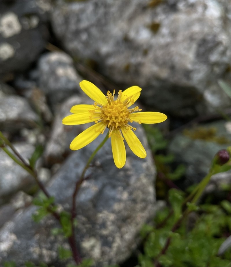 Senecio philippii photo 8