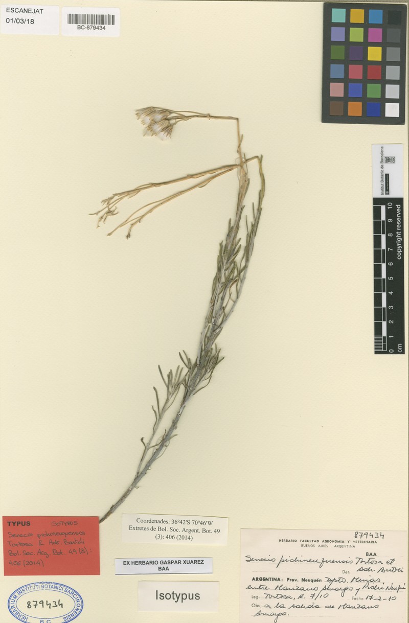 Senecio pichineuquensis