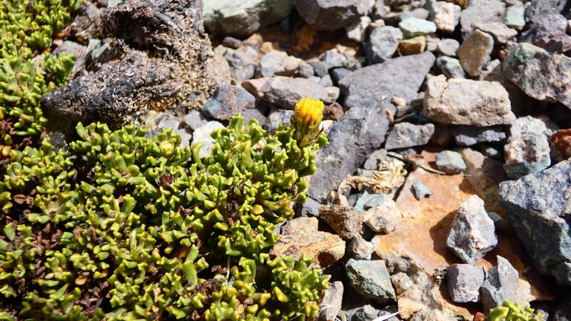 Senecio pickeringii