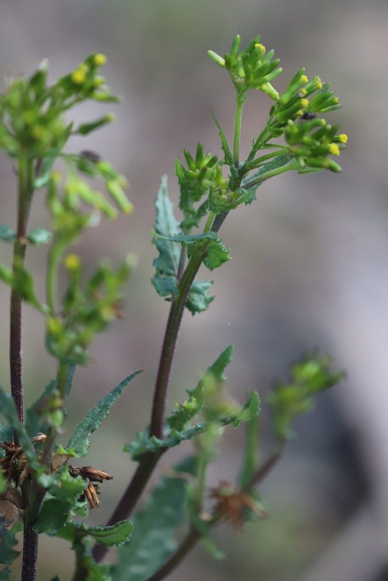 Senecio picridioides