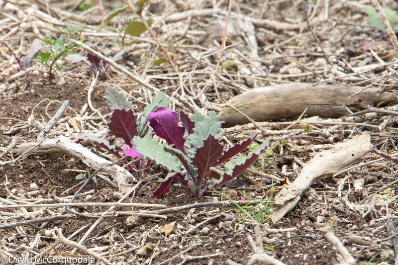 Senecio picridioides photo 2