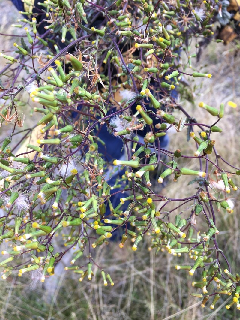 Senecio picridioides photo 3