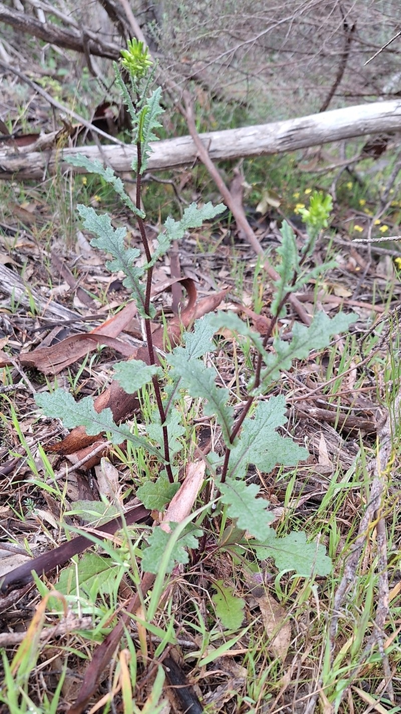 Senecio picridioides photo 4