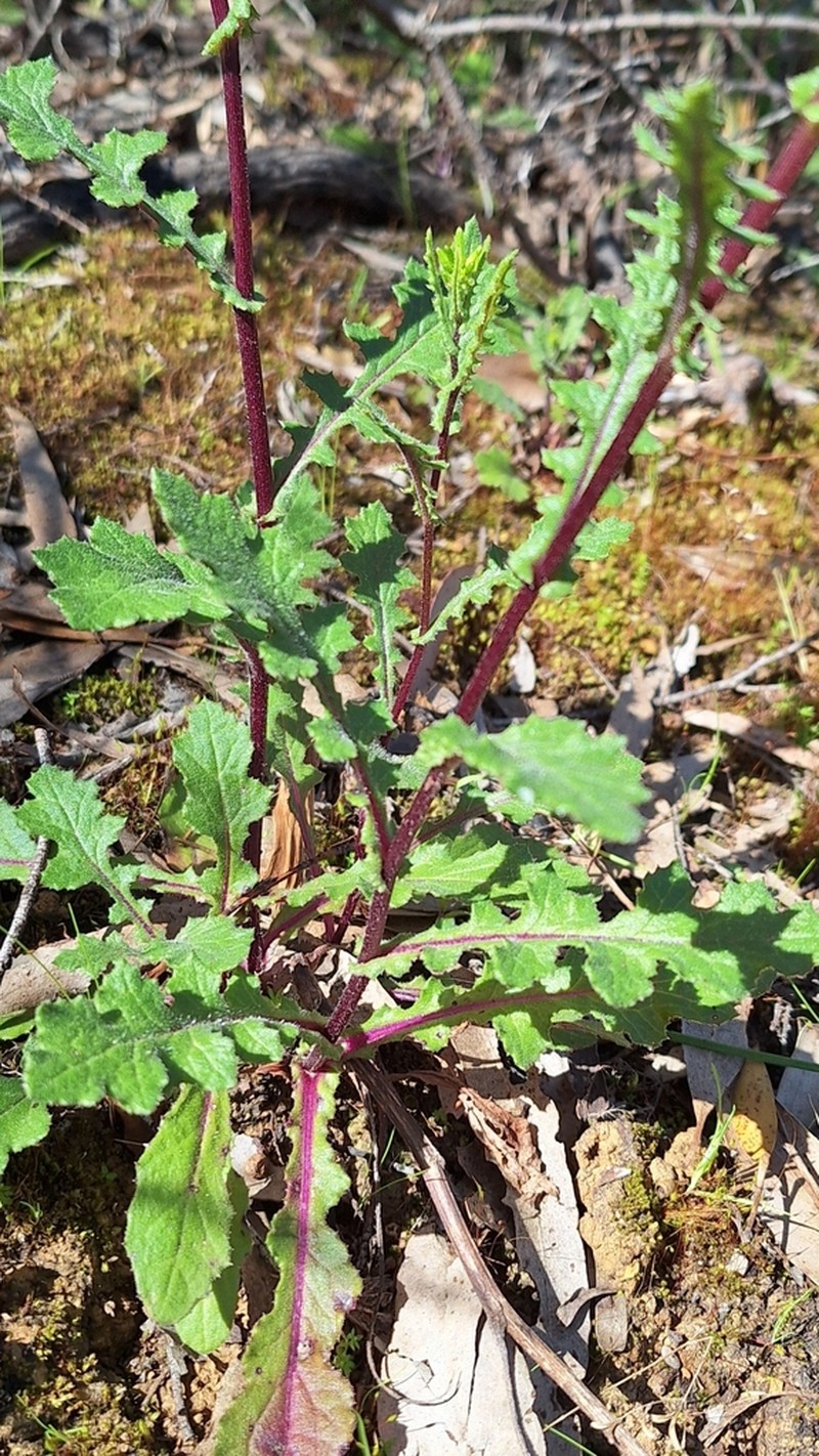 Senecio picridioides photo 5