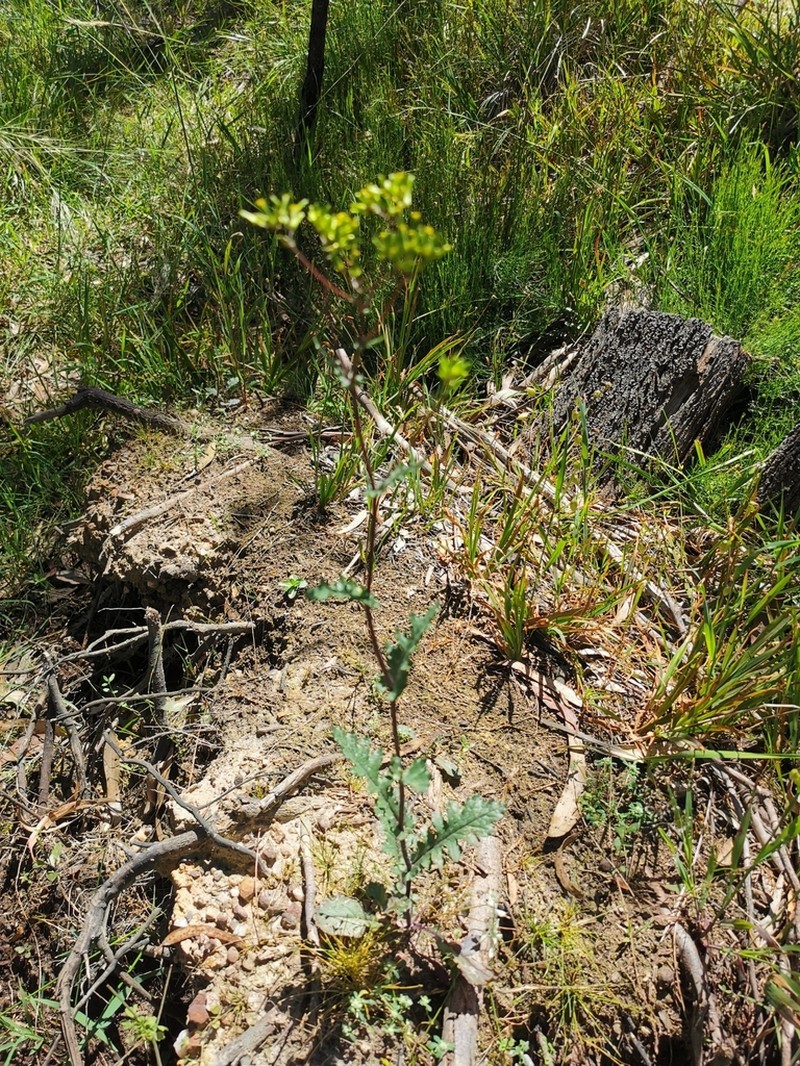 Senecio picridioides photo 6