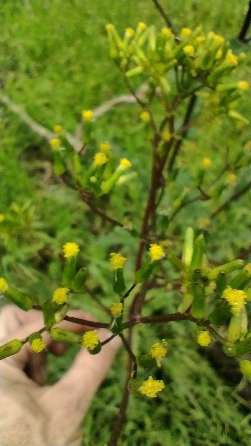 Senecio picridioides photo 7