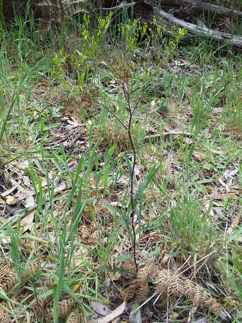 Senecio picridioides photo 8