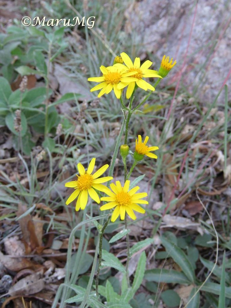 Senecio picridis photo 2