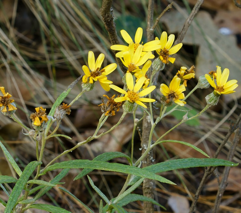 Senecio picridis photo 3