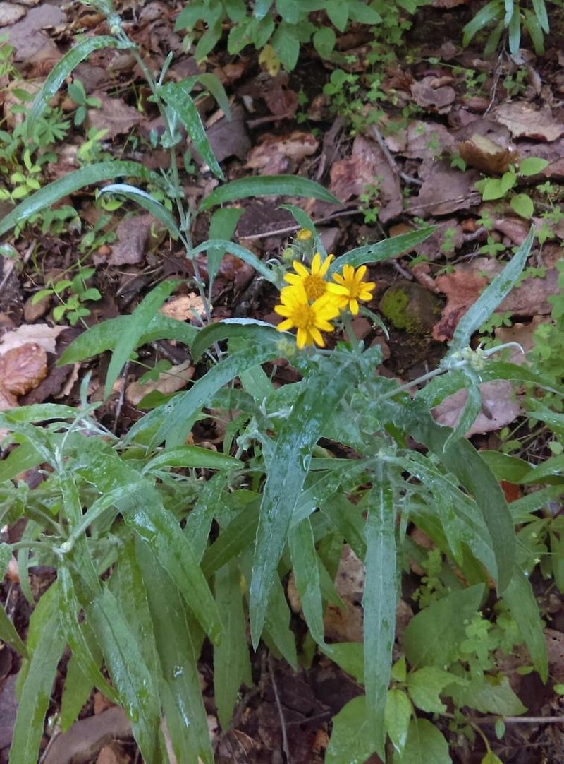 Senecio picridis photo 4