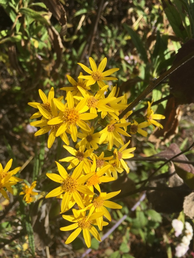 Senecio picridis photo 5