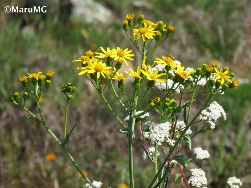 Senecio picridis photo 6