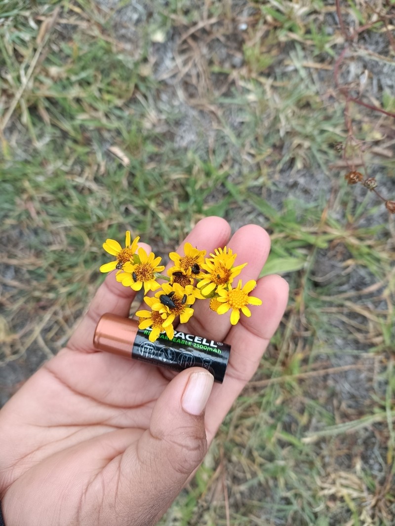 Senecio picridis photo 7