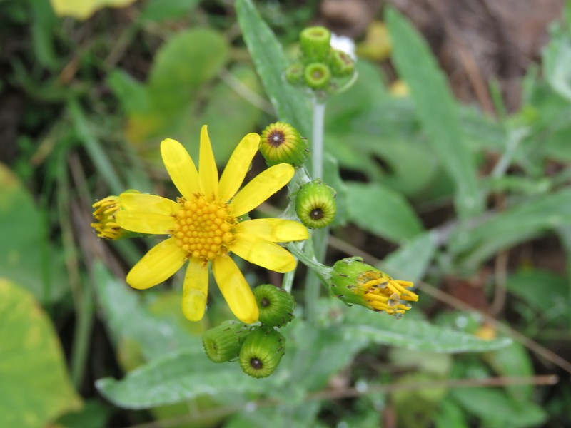 Senecio picridis photo 8