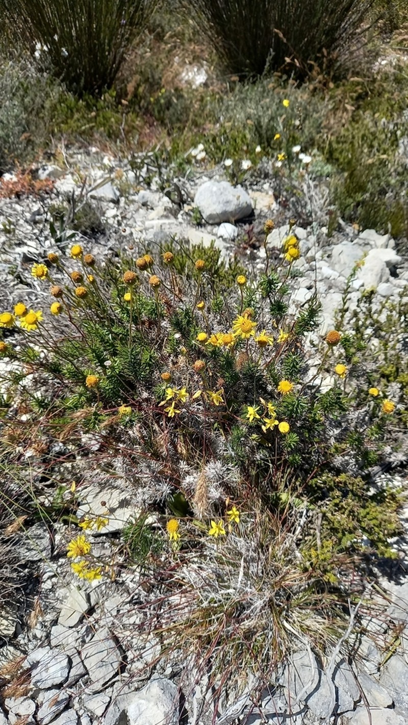 Senecio pillansii
