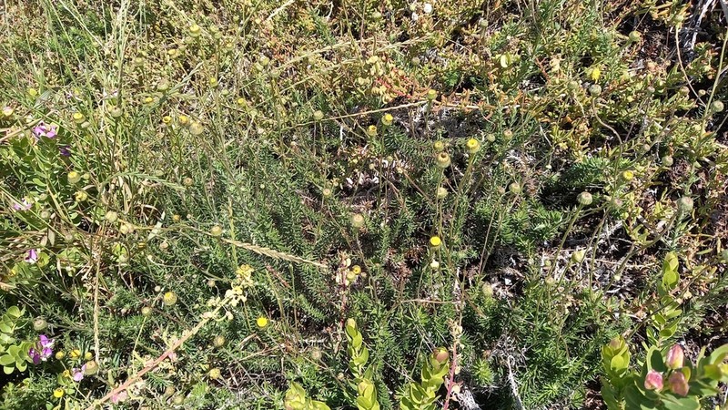 Senecio pillansii photo 2