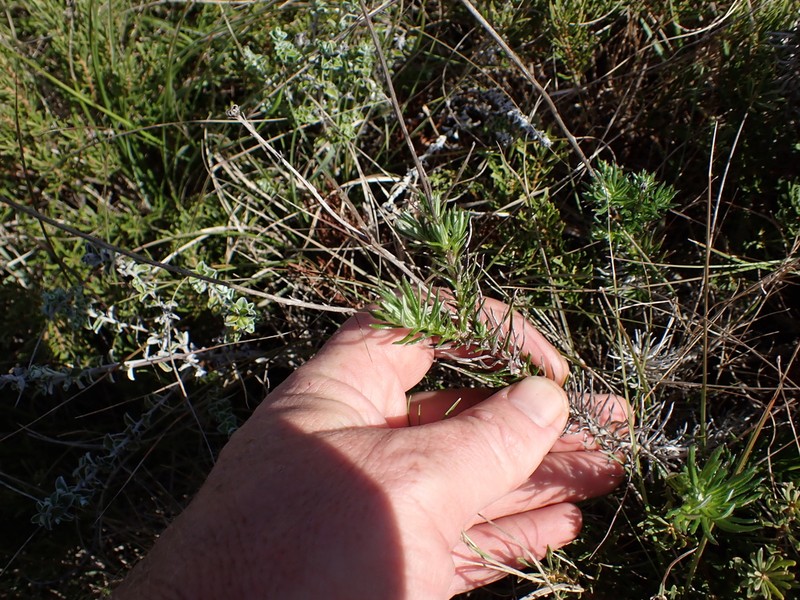 Senecio pillansii photo 3