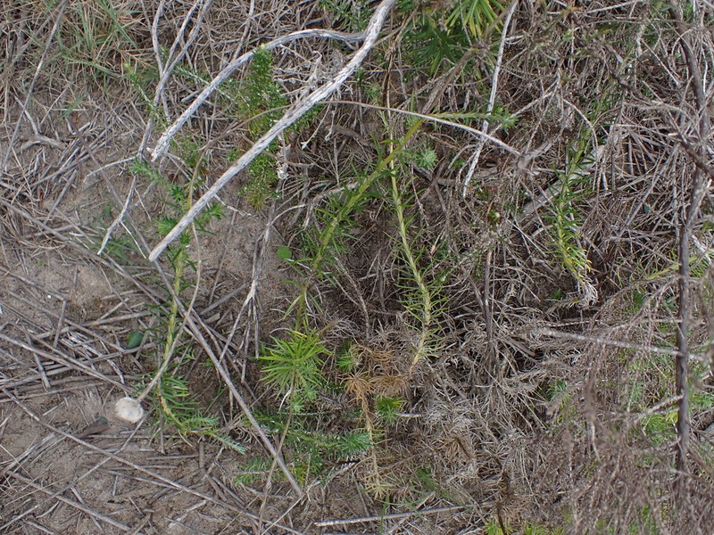 Senecio pillansii photo 4