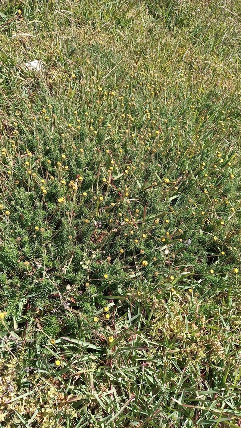 Senecio pillansii photo 5