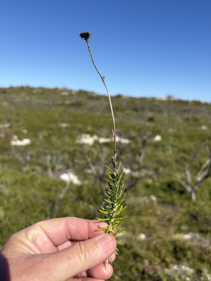 Senecio pillansii photo 6