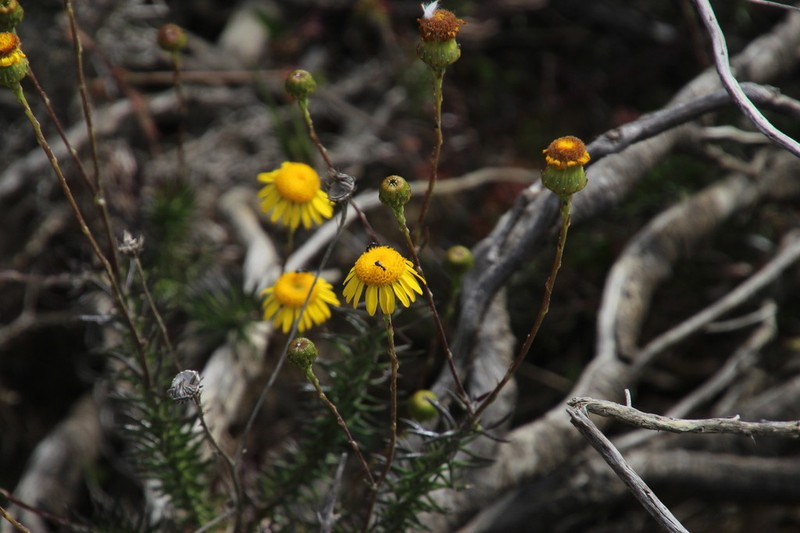 Senecio pillansii photo 7