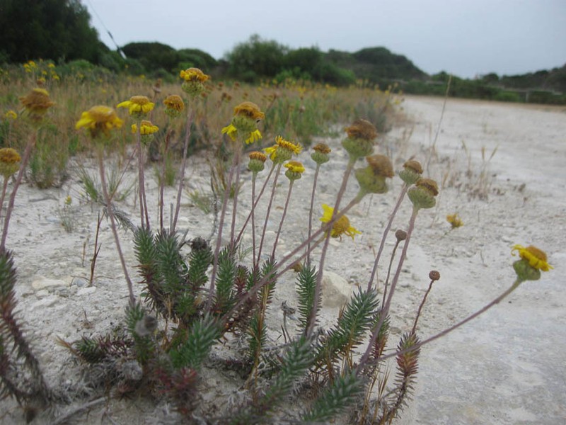 Senecio pillansii photo 8