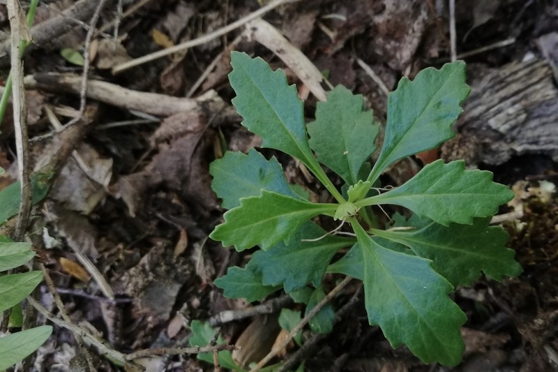 Senecio pilquensis