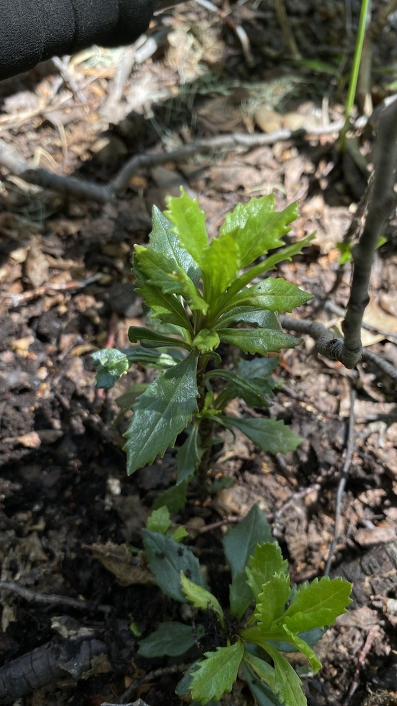 Senecio pilquensis photo 2