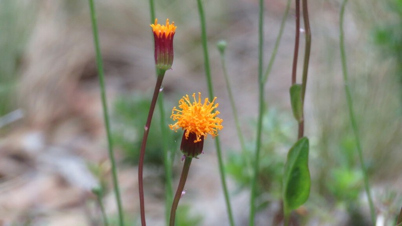 Senecio pilquensis photo 3