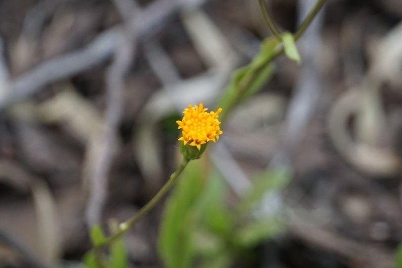 Senecio pilquensis photo 4