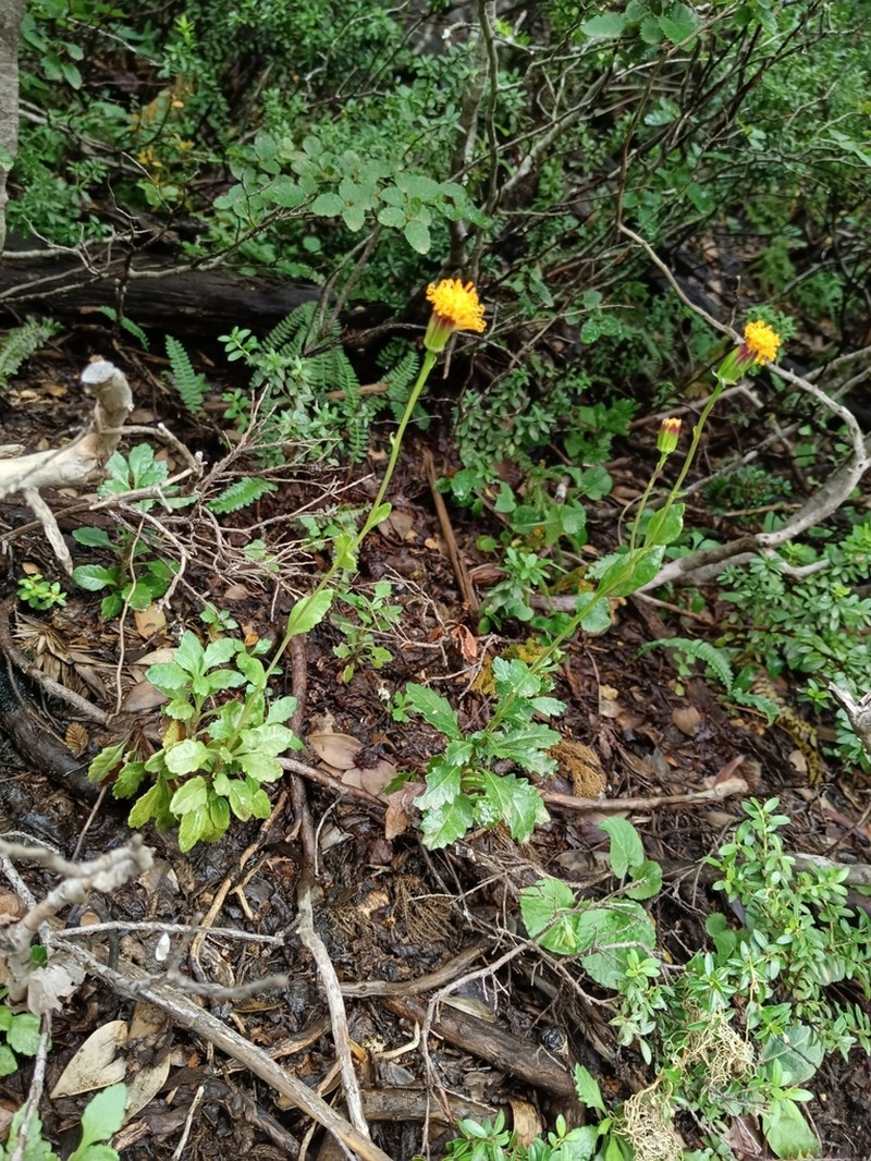 Senecio pilquensis photo 5