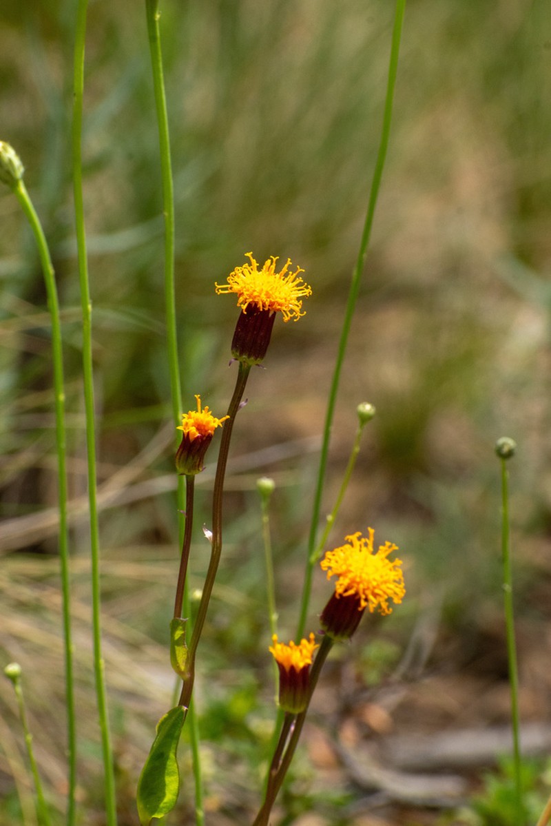 Senecio pilquensis photo 6