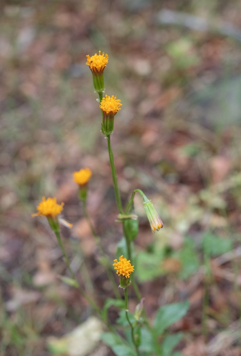 Senecio pilquensis photo 7